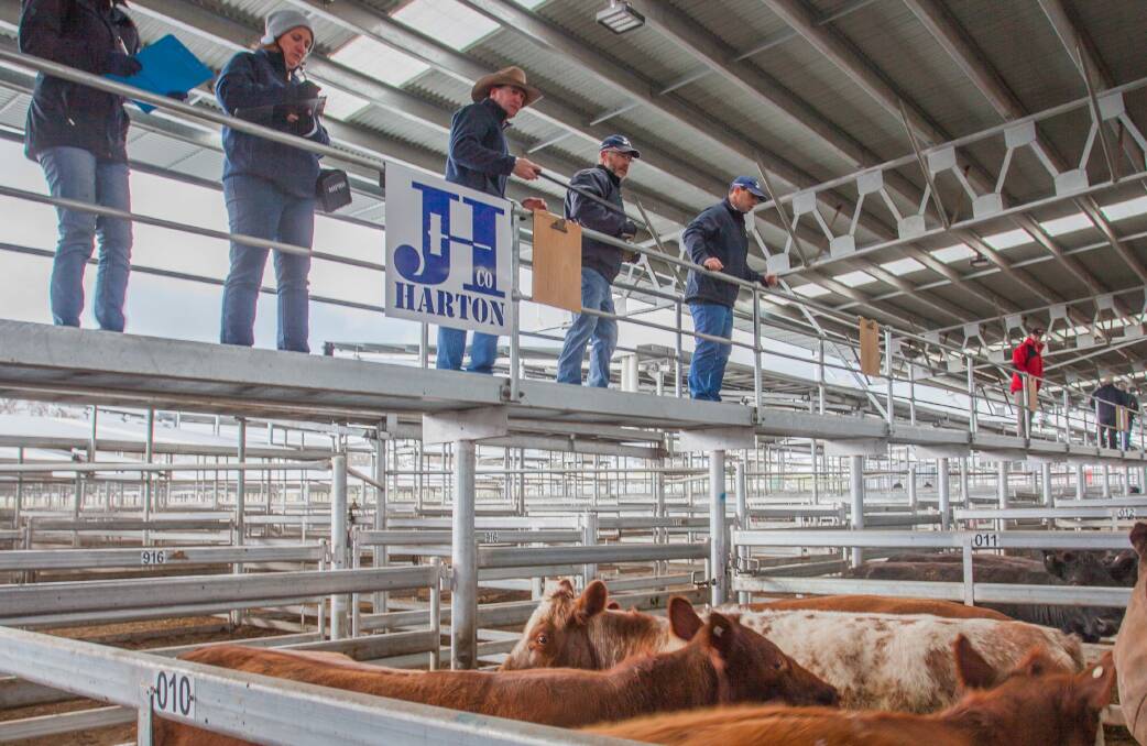 Jim Hindmarsh & Co sold Shorthorn cows on behalf of Eris and Lyn Heffernan, Biala, to a top of 225c/kg, averaging 705kg, $1586.25 ph. Photo: Heidi Grange
