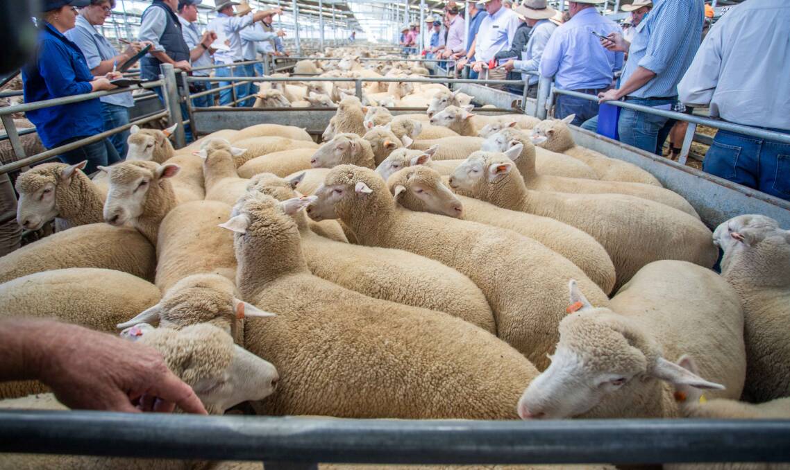 Delta Agribusiness​ sold 32 XB Lambs on behalf of Anthony Attard for $207.2ph. Photos: SELX