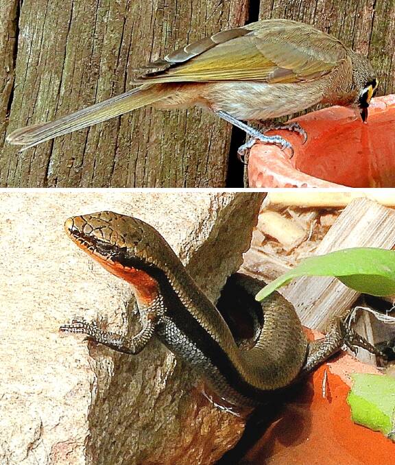 Yellow-faced honeyeater drinking from a birdbath and a Red-throated skink after having a drink and a dip in a special shallow water dish. Photos by Kay Muddiman