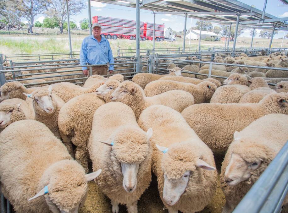 Michael Hall Livestock topped today’s sale with XB Suckers from Tarcutta, topping at $194ph. SELX photos courtesy Heidi Grange