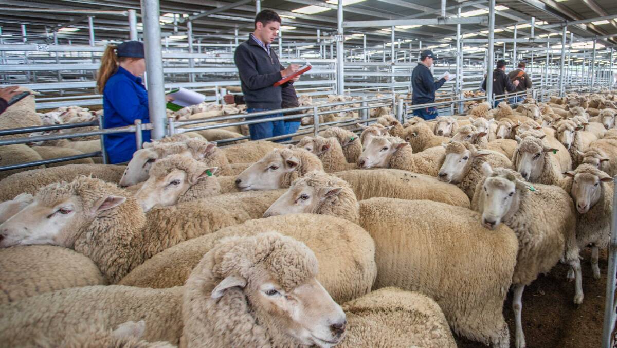 Korintu P/L topped today’s market with 108 XB Ewes sold for $185ph by Holman Tolmie.  Photo: Heidi Grange