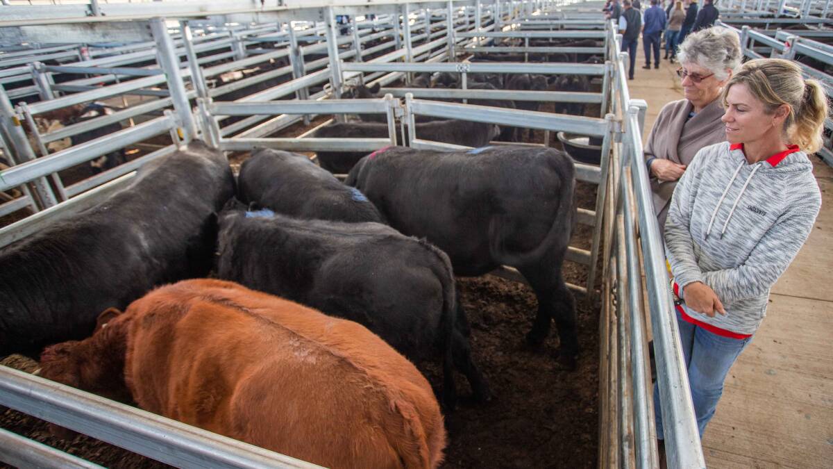 Glennis Polsen and Venetia Goode, Tumut admiring Venetia’s steers, sold by Agstock for 274c/kg, av 567.5kg, $1554.95ph. Photo: Heidi Grange