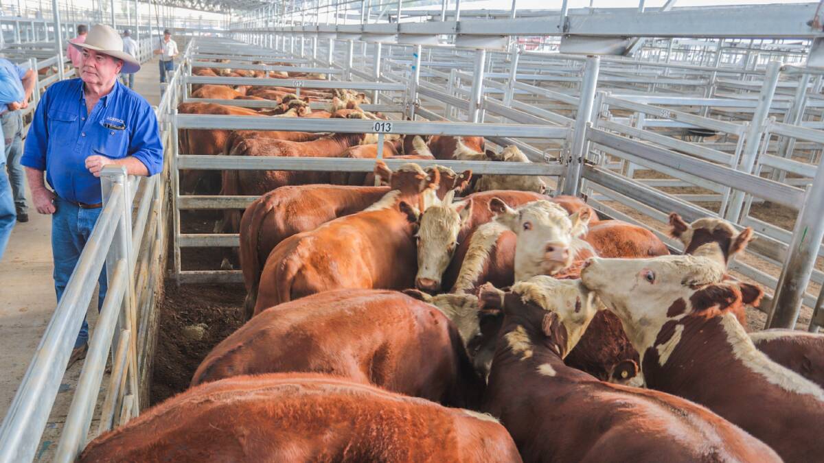 John Sheahan, Agstock sold 14 Hereford Steers on behalf of Tim Smith ‘Mungi Mungi’, Coolac for 289.2c/kg, av 425kg, $1229.1ph. Photo: Heidi Grange