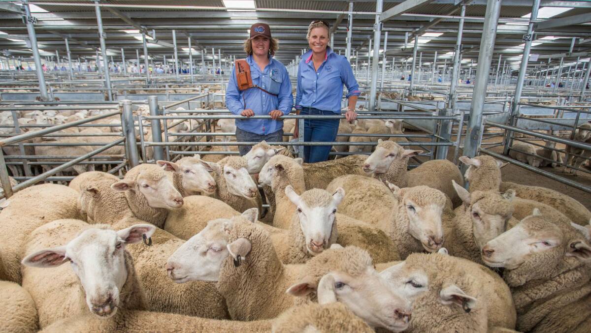 Garrabray P/L, Greenethorpe topped today’s market with XB Lambs sold by Jason Davis and Sal Butt, Butt Livestock & Property for $190ph.