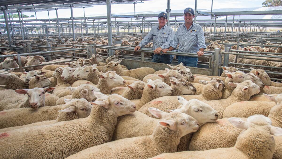 F&N Lyons, Yass topped the February 28 market with 76 XB Lambs for $172ph by Ben & James, Delta Agribusiness. Photo: Heidi Grange