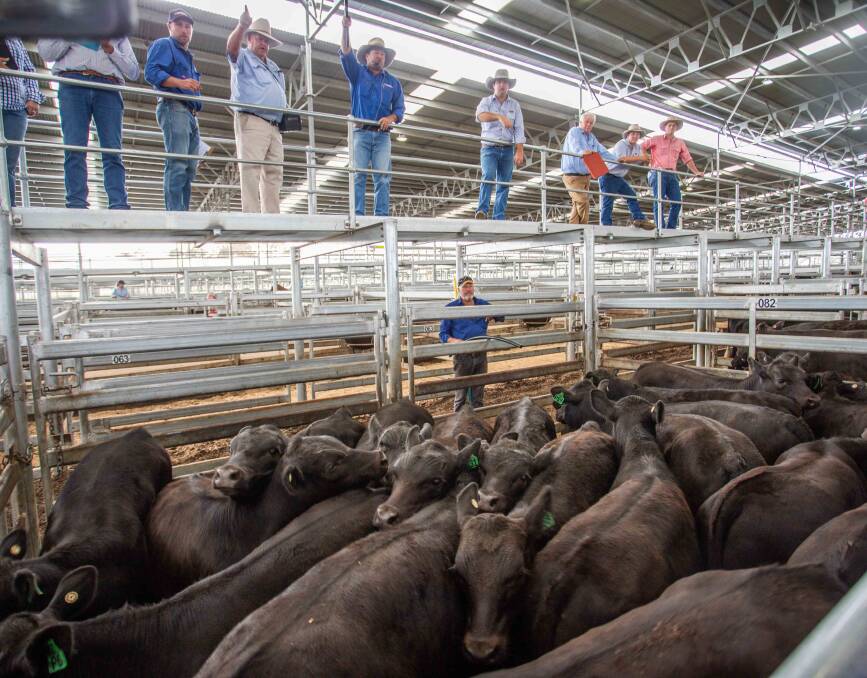 Duncombe & Co selling 20 Angus x Steers on behalf of D&M Chaffey for 337c/kg, av 215.5kg, $726.24ph.