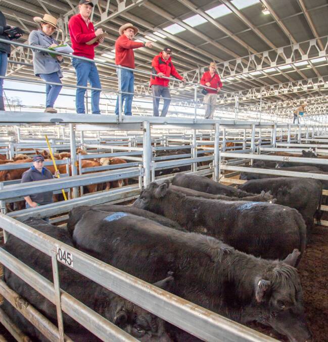 Elders sold Angus x steers on behalf of P&S Bush, Yass, to a top of 280c/kg, av 600kg, $1680 ph. Photos: Heidi Grange