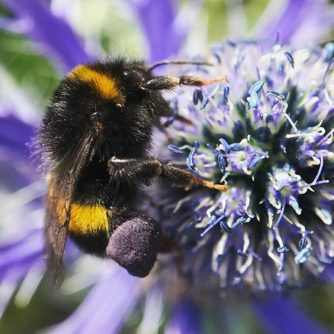 Heard the buzz? Flow Hive profits have been earmarked for projects in support of pollinating insects. Photo: honeyflow.com