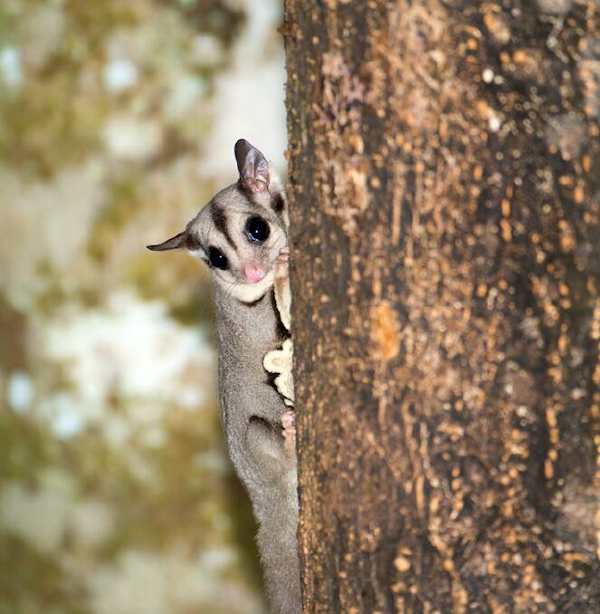 Specialist ecologists have installed nest boxes in five areas at Gullen Range Wind Farm for native species, such as this sugar glider. Photo supplied