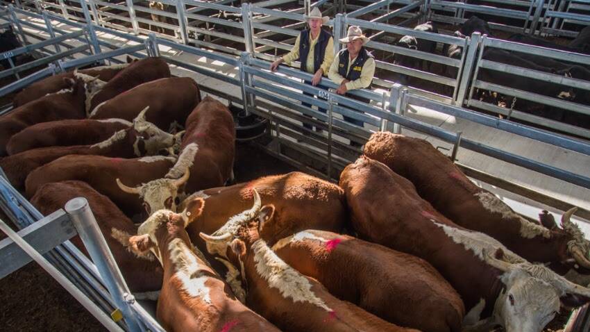 15 Hereford steers sold by Ray White Boorowa/Binalong on behalf of Robert Perceval, Rye Park, for 277.6c/kg, av 670kg, $1860.85ph, March 9. Photo: Heidi Grange