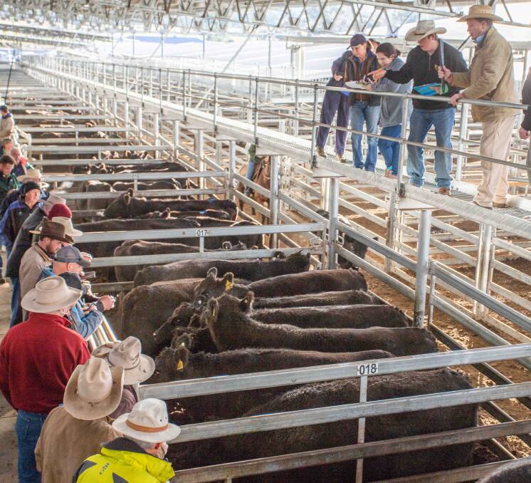 Kerry and Aaron Leighton, Grabben Gullen topped the cow market with MD & JJ Anderson selling 7 Angus x Cows for 238.2c/kg, av 723.1kg, $1722.48ph.