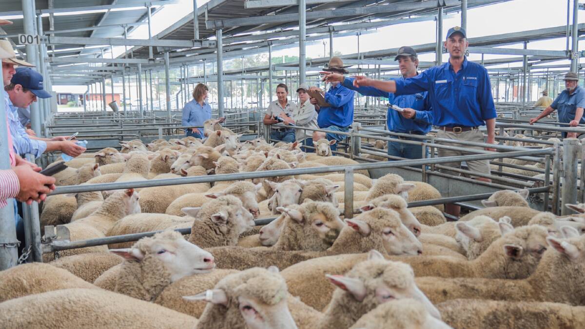 Agstock topped the market selling 40 XB Lambs on behalf of Sheahan Pastoral Co, Jugiong for $175.20ph. Photo: Heidi Grange
