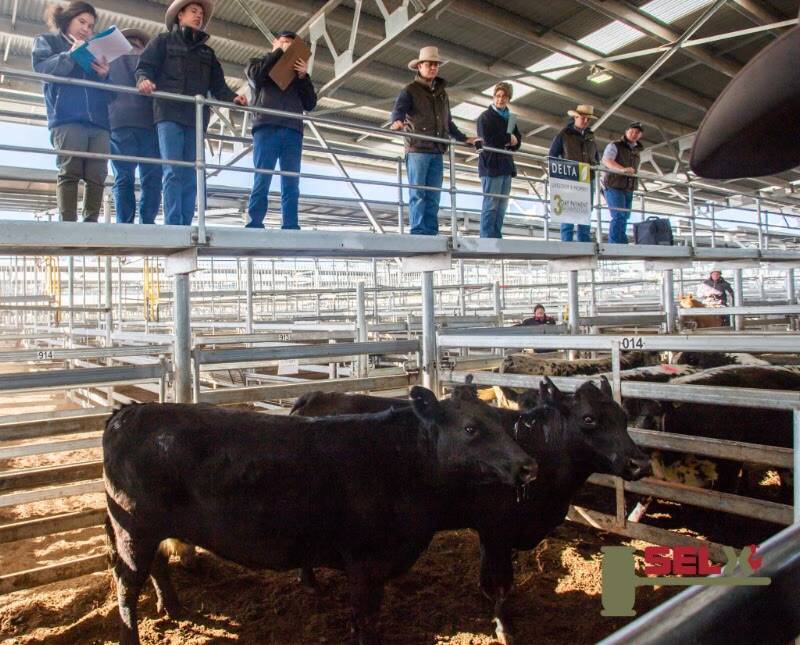 Landmark sold 1 Angus x cow on behalf of Rogara Station, Goulburn, for 210c/kg, wgt 790kg, $1659 topping the September 20 sale. Photo: SELX