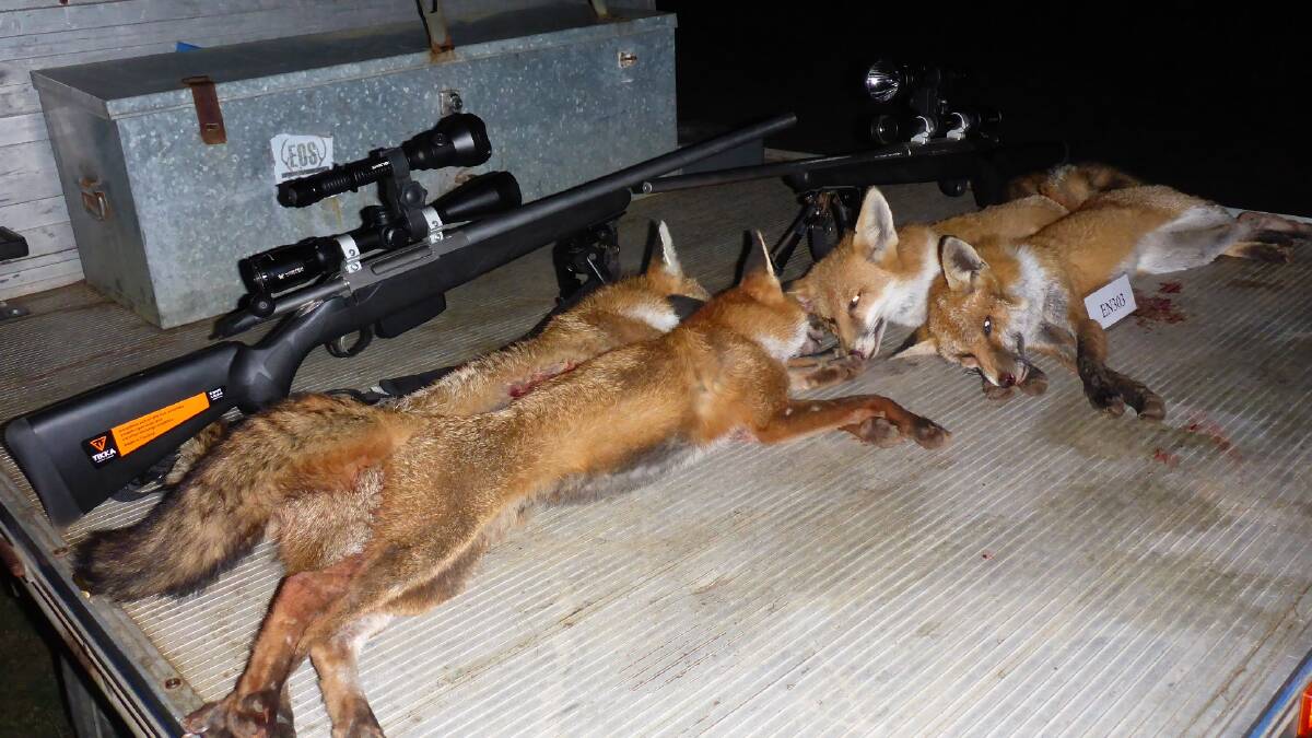 Club president Rod Haley said the local fox problem is now so bad that some night they're seeing more foxes than all native species put together. Photo: supplied. 