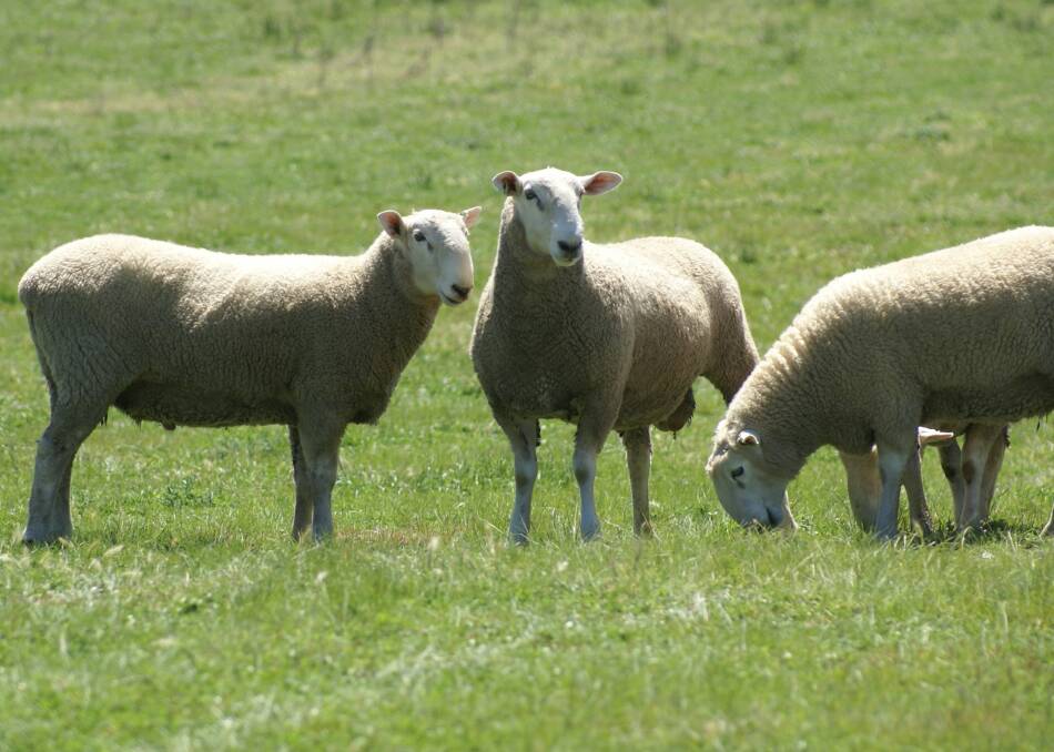 QUALITY: All Ryanah Border Leicester Stud rams have been vet checked and are certified as structurally sound and in working order.
