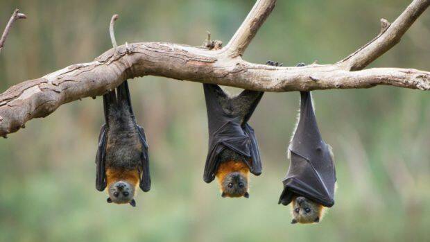 Avoid contact with bats urges Health District