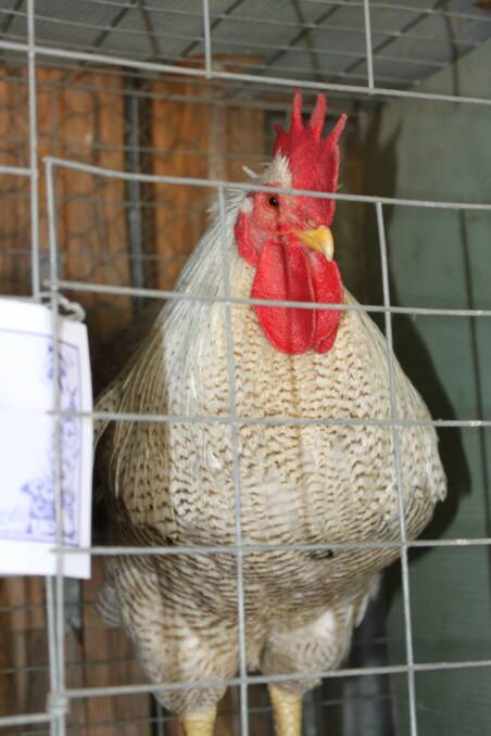 COCK OF THE WALK: This prize-winning rooster has plenty to crow about. Entrants from Moruya, Braidwood and Majors Creek dominated the poultry competition.