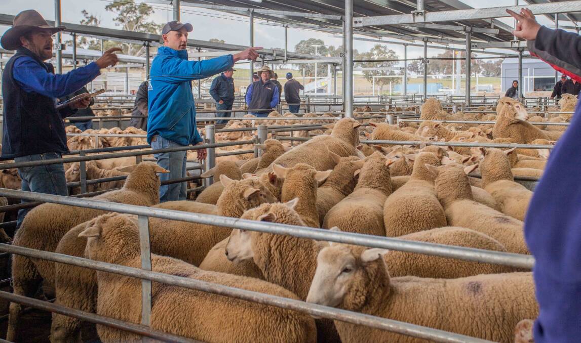 J&M Jamieson, Gundagai set a new price record at SELX with Agstock selling 22 XB Lambs for $342ph.