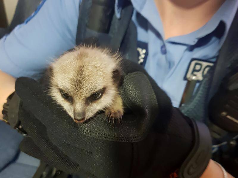 Aimee Cummins, 23, has been given a suspended prison sentence for receiving a stolen baby meerkat.