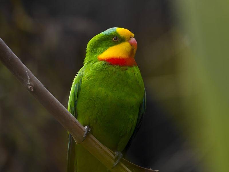 Inquiry evidence supports a media report that exported rare parrots have been put up for sale.