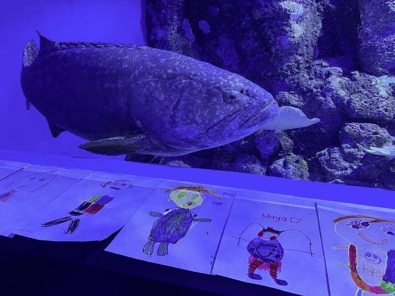 A QLD grouper who was lonely when his aquarium was closed has been cheered by letters from children.