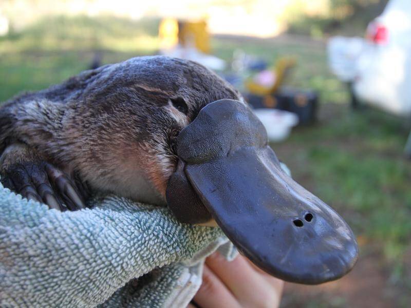 The platypus is among ten native animal species being allocated a national recovery coordinator.