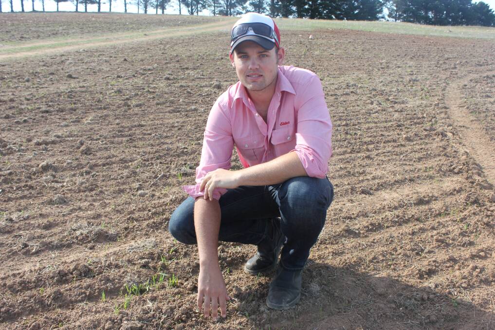 ENJOYABLE: Elders Goulburn agronomist Daniel Lewis inspects an oat crop on the Breadalbane Plains, approximately 15 kms south of Goulburn.  