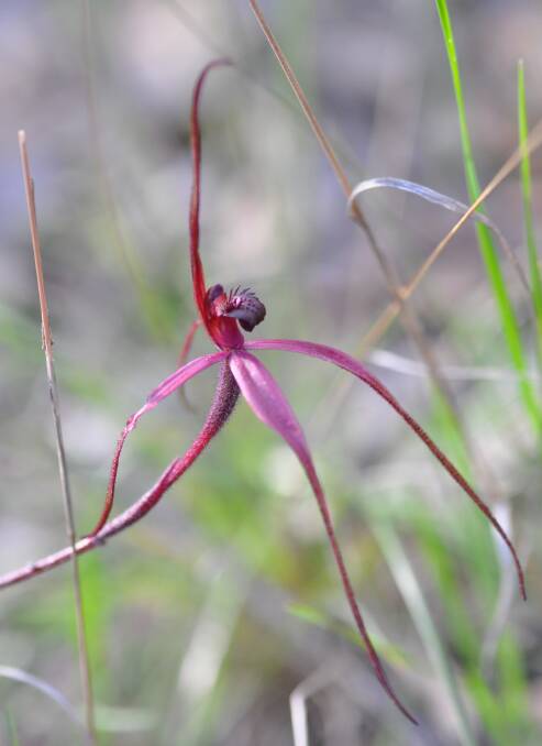 Crimson Spider-orchid Calaladenia concolor. (Photo credit: Noushka Reiter)