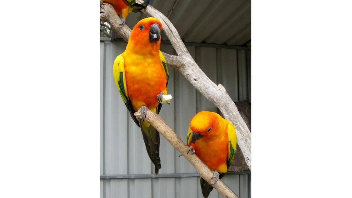 SMART: A new smartphone app has been released by Bird Life Australia for the Aussie Backyard Bird Count. (Photo: Esperance Express) 