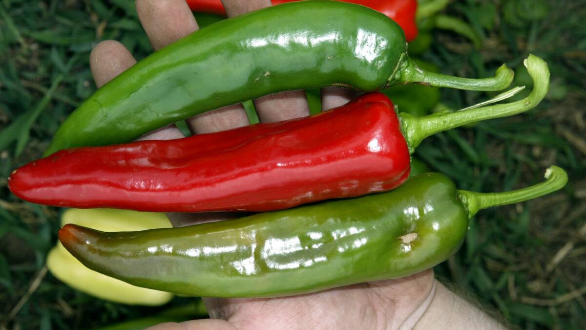 Extreme weather puts heat on chilli farming