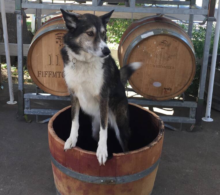 CANINE CRUSHER: Winery dog Mollie tries her paws at crushing grapes. Photo: supplied.