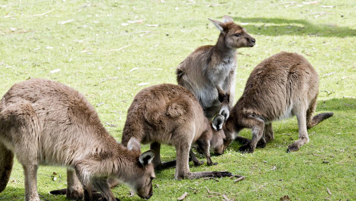 Macropods are among those animals at risk. Photo: Shutterstock.