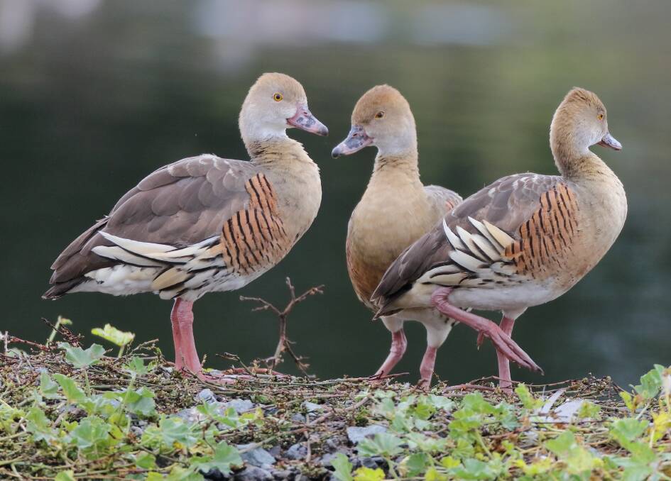 SETTLING DOWN: A flock of the region-rare Plumed Whistling Ducks has decide to make Bungendore its home. Photo: G Dabb.
