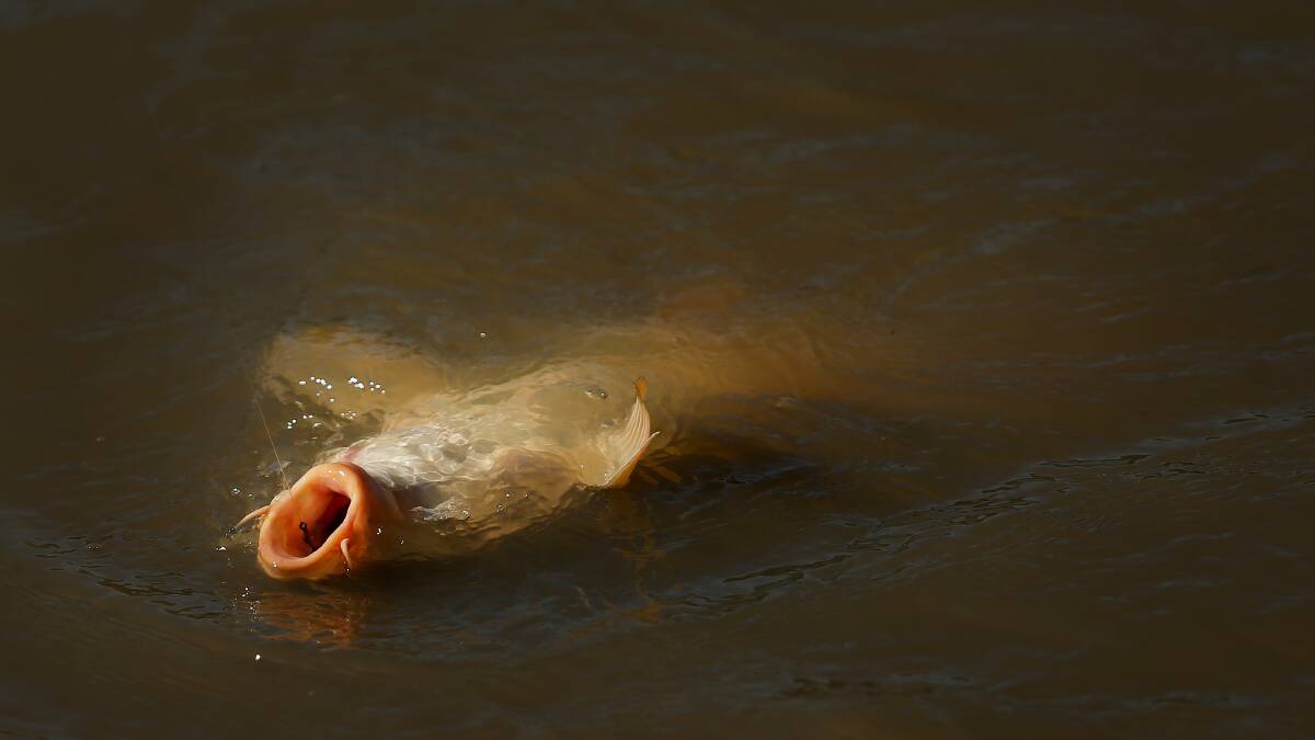 Have your say on national plans for carp control
