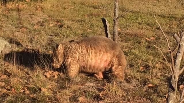 Watch out for a wombat