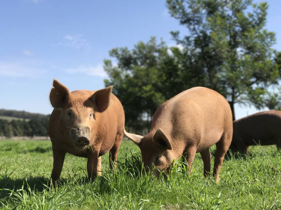PIGGING-OUT: Pigs enjoy a graze at the Dewsbury Pork Farm. Photo: Dewsbury Pork.