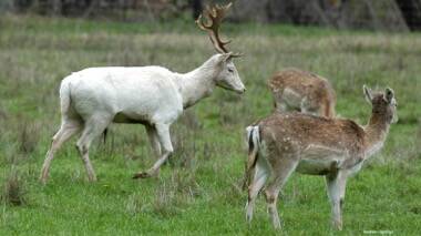 Deer oh dear! Have a say on wild deer near you